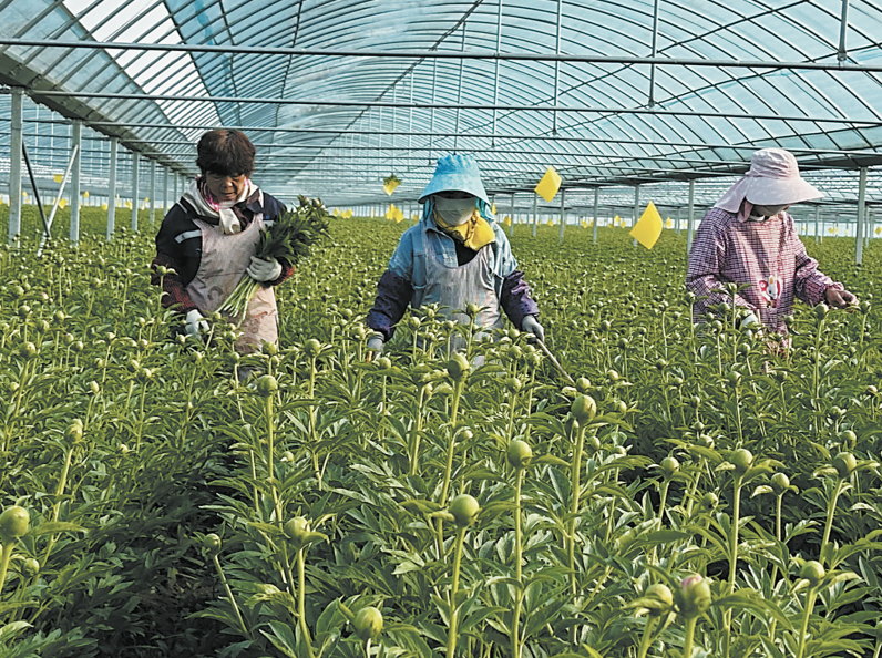  芍藥鮮切花陸續(xù)上市